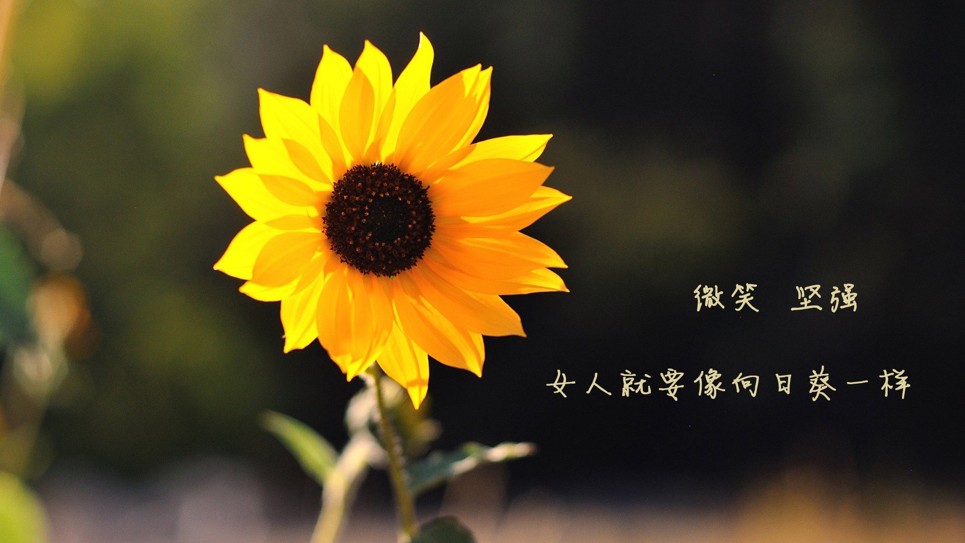 爱游戏全站app注册-英超球队利用交互式数据看板辅助比赛中临场决策，英超看球app