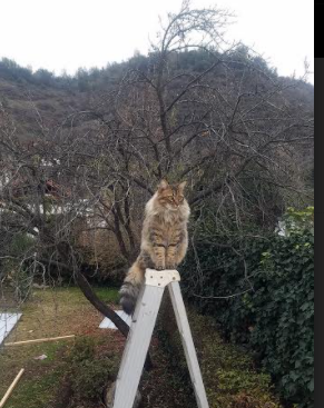 平台开启精彩进球评选活动吸引众多球迷参与热情投票，进球集锦什么意思