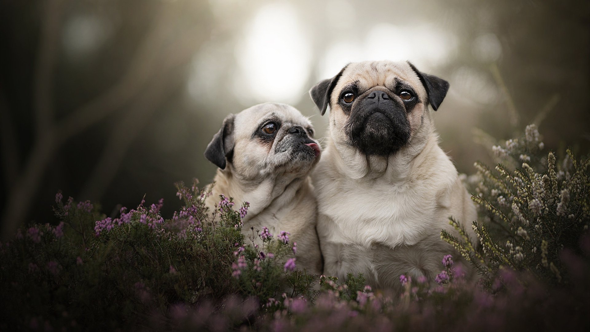 德甲速度与力量：攻防节奏快如闪电！，德甲强度