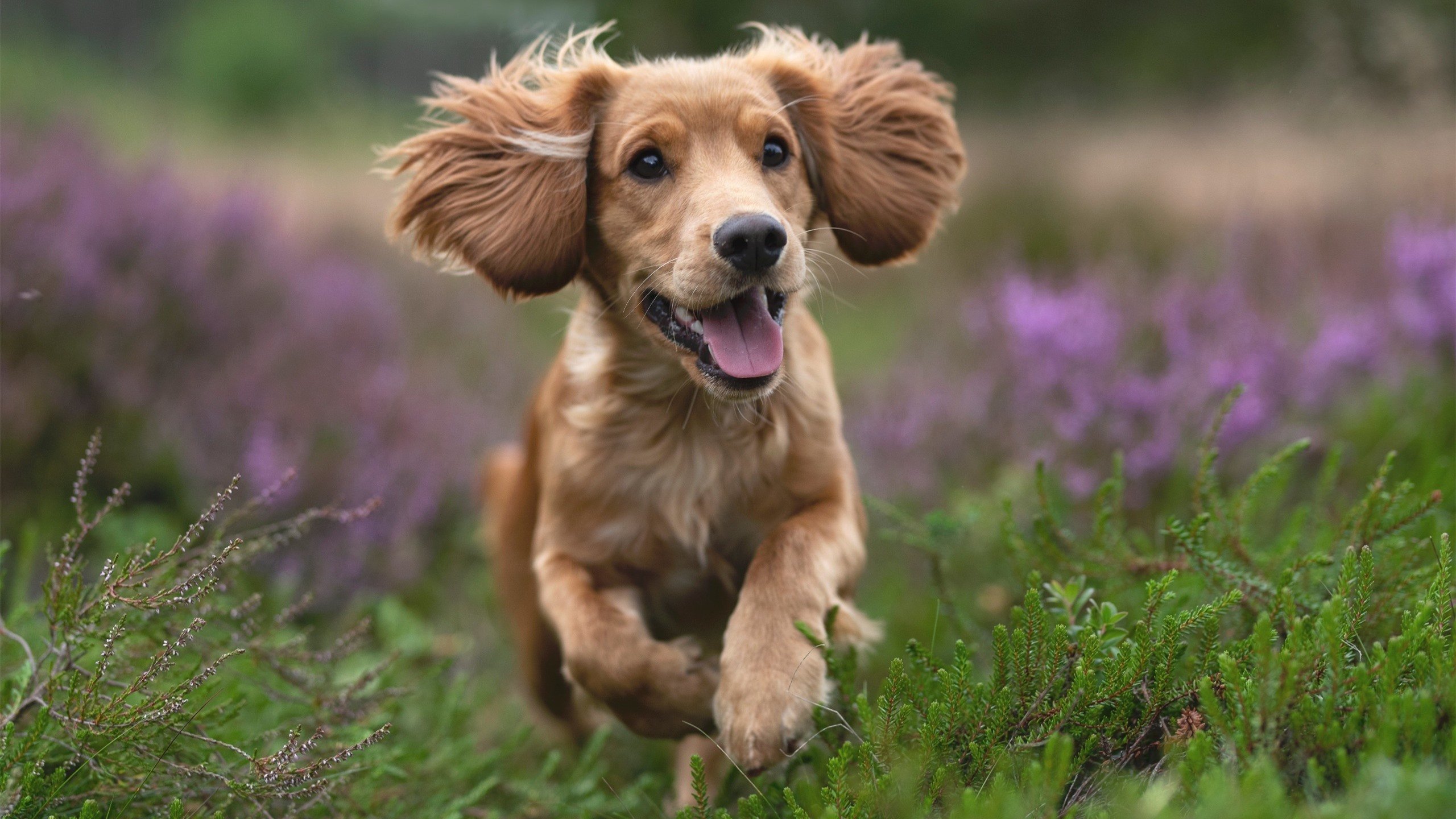 意甲高速反击：秒秒钟的突破引爆全场！，意甲 意乙