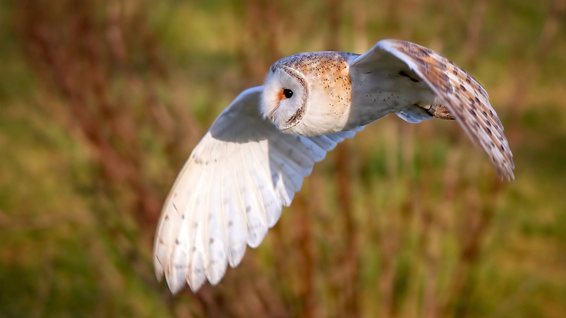 未来足球裁判将实现全智能化,判罚精准度大幅提升,足球裁判专业术语